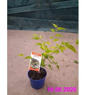 Morus rotundiloba 'Mojo Berry'® C 2 L
